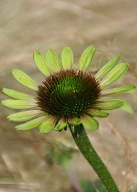 Garden Flower Echinacea