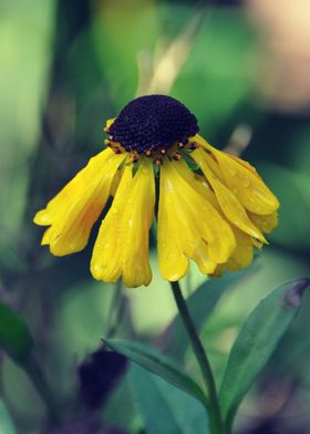 Garden Flower Echinacea