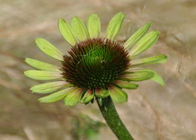 Garden Flower Echinacea