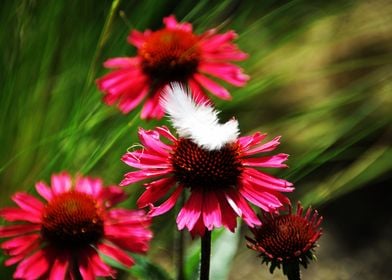 Garden Flower Echinacea