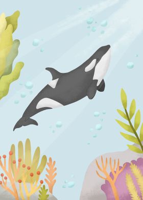 Killer Whale Animals