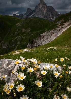 alpine flowers passo giau