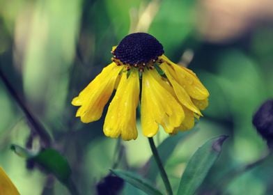 Garden Flower Helenium