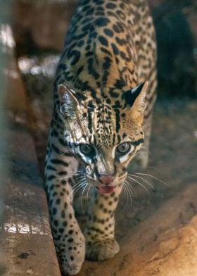 Ocelot