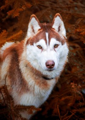 Red Husky