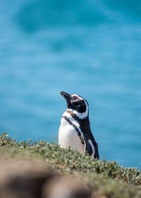 Chill Magellanic Penguin