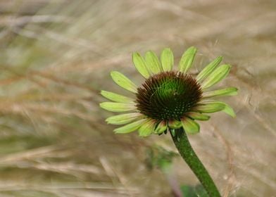 Garden Flower Echinacea