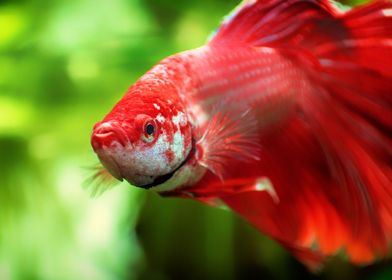 Siamese fighting fish