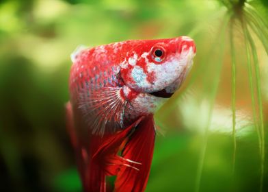 Betta splendens fish