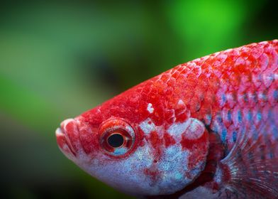 Siamese fighting fish