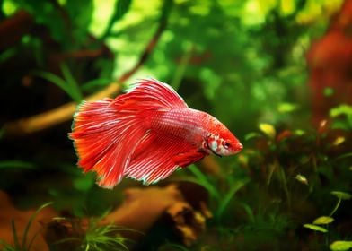 Betta splendens fish