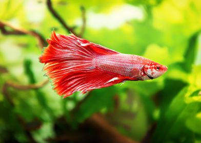 Betta splendens fish