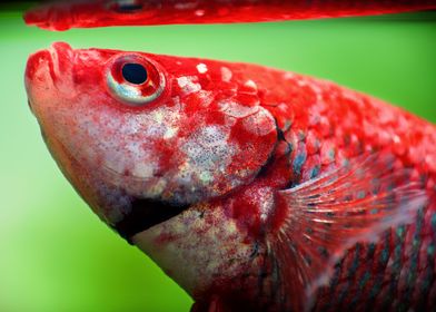 Betta splendens fish