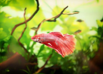 Siamese fighting fish