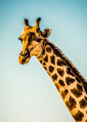 Giraffe African Animal