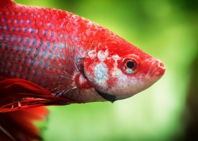 Betta splendens fish