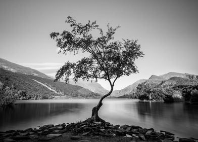 Lovely tree in lake