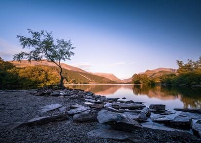 Tree in lake