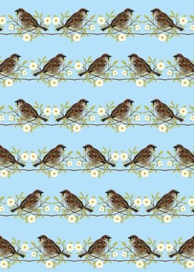 Sparrows