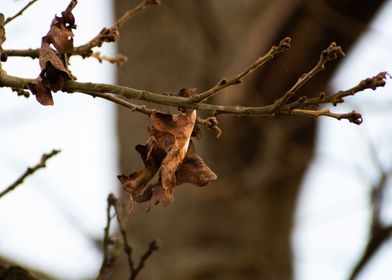 Brown leaf on an oak tree