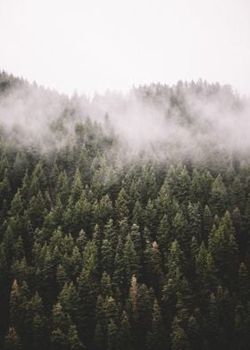 Cloudy Wall Of Pine Trees