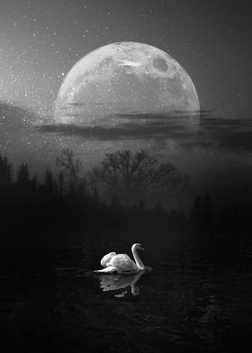 Lonely Swan in a Lake