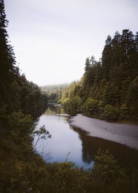 Redwoods Forest River