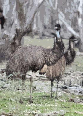 Emus of Baramh Forsest