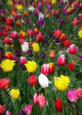 Tulip garden explosion