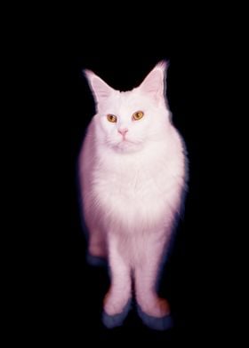 White Cute Cat Vhs