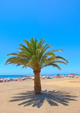 Palm in the beach