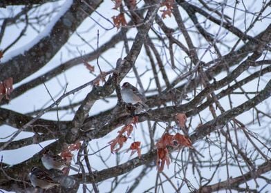 Sparrows in the snow