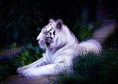 White Lion Albino