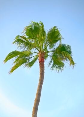 The big palm