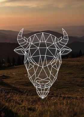 Bison