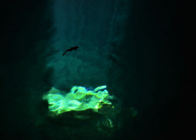 CatFish in Cenote Water