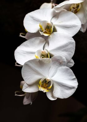 White Orchids