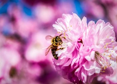 Honey Bee Blossoms