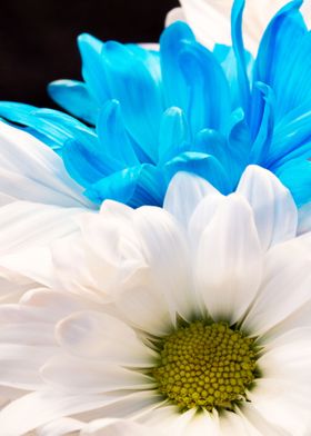 White and Blue Flowers