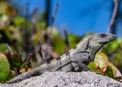 Black Spiny Tailed Iguana