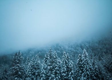 Winter Mountain pines