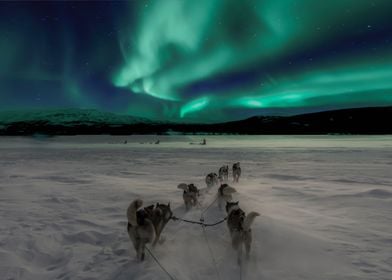 Huskies Under Aurora