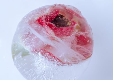 Anemone in ice ball 2