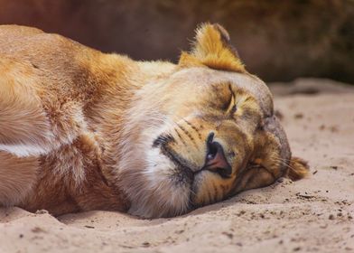 Lion Sleeping