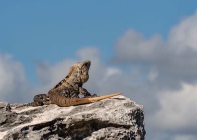 lack SpinyTailed Iguana