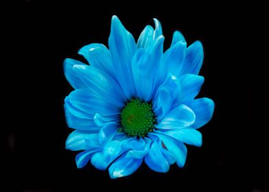 Blue Gerbera Daisy