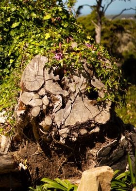 Tree Stumps of Portugal