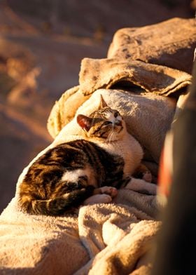 Bedouin Kitty