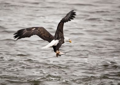 Bald eagle catching a fish