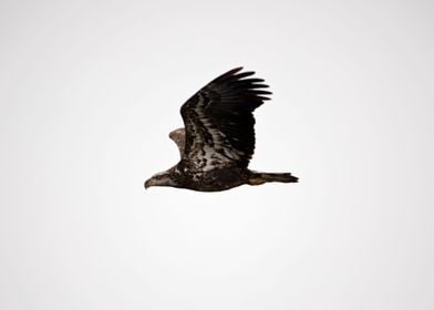 Juvenile bald eagle flying